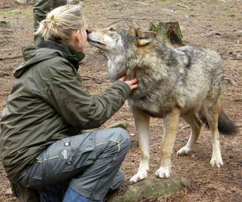 Merethe Børgart kysser med ulve
